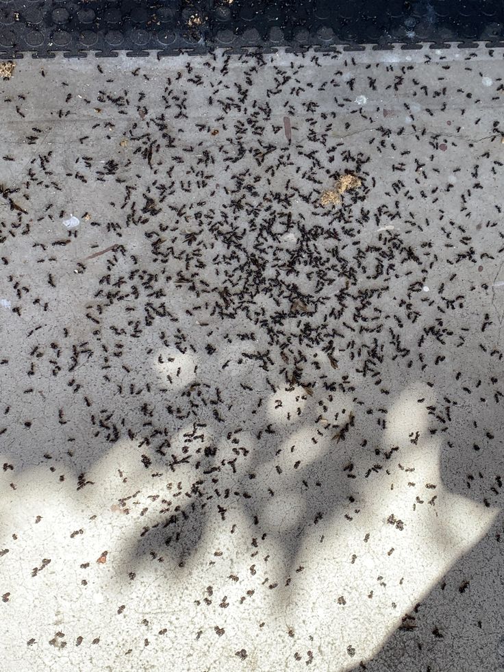 Ant Control