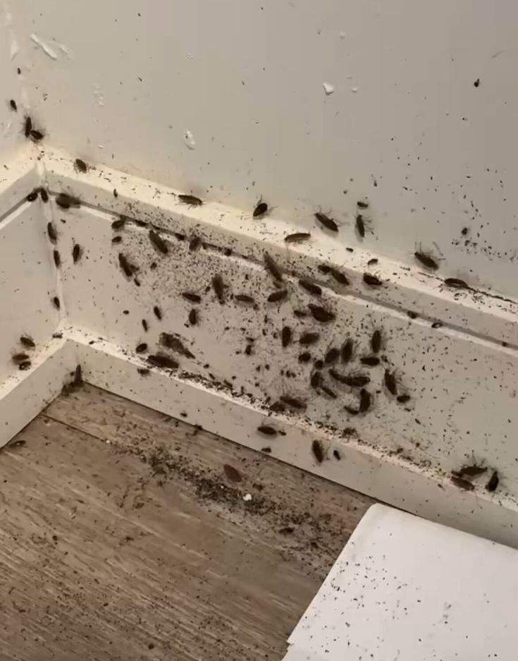 Cockroach Control