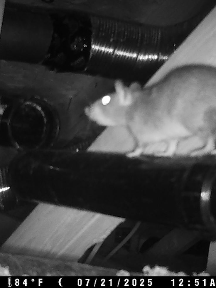 Rodent Control