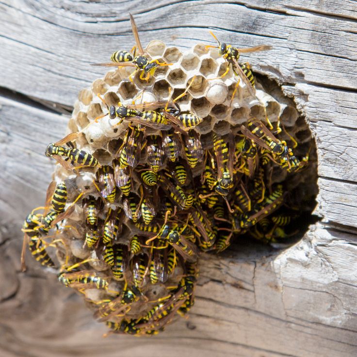 Wasp Removal